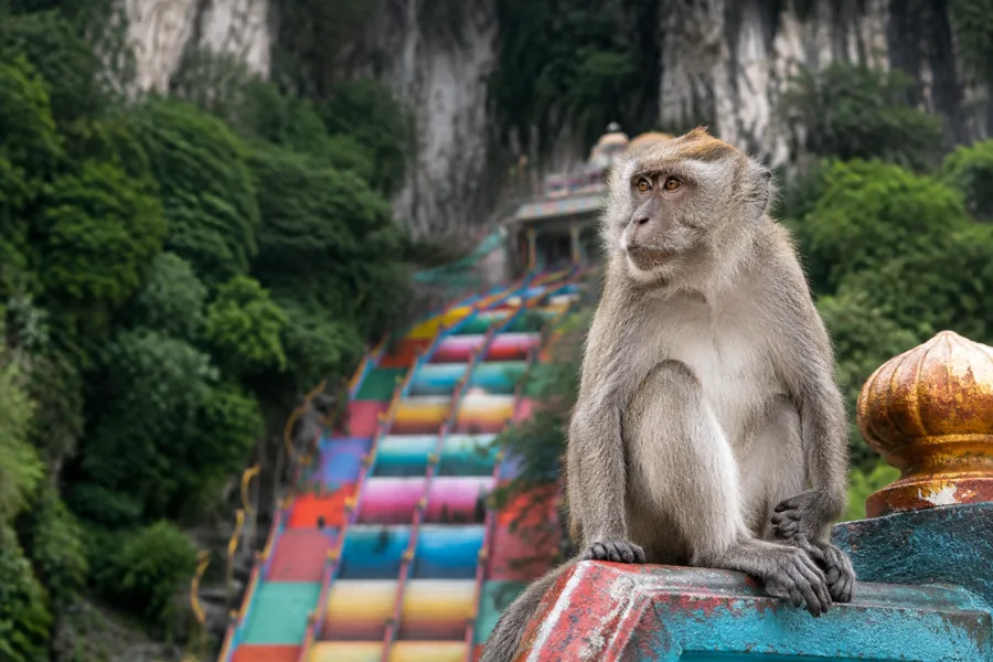 A long-tailed macaque near the Batu Caves staircase